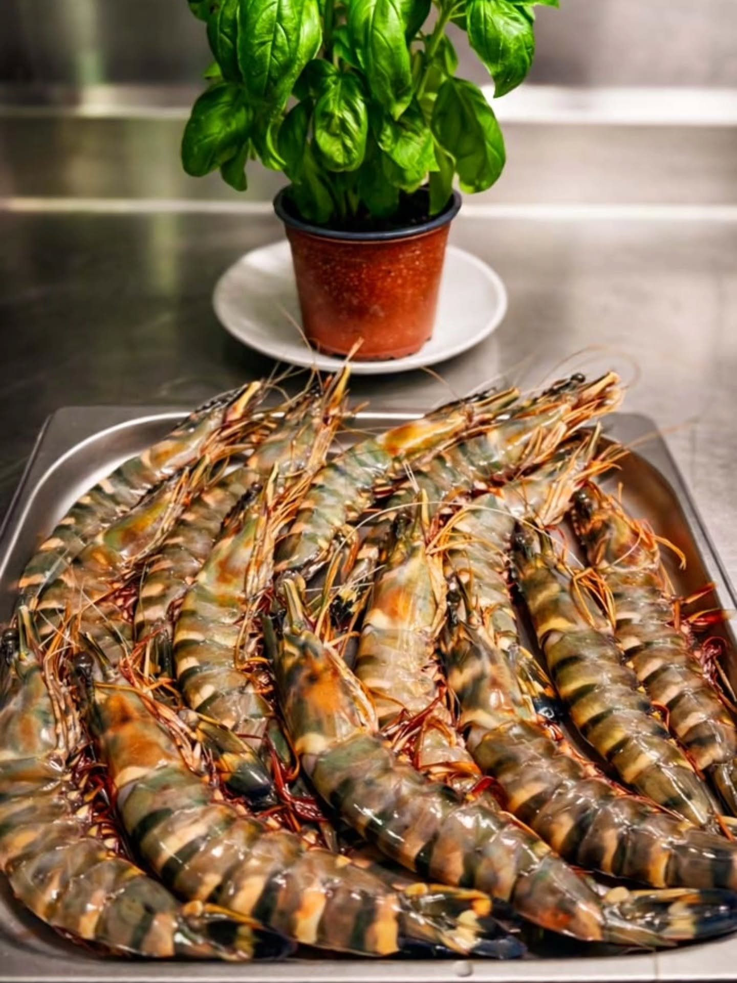Gambas fraîches